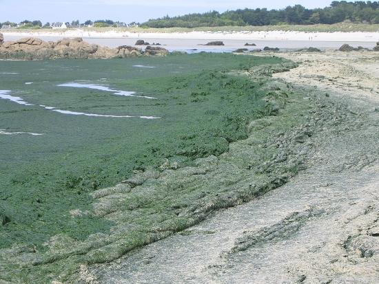 Photographie d'une marée verte