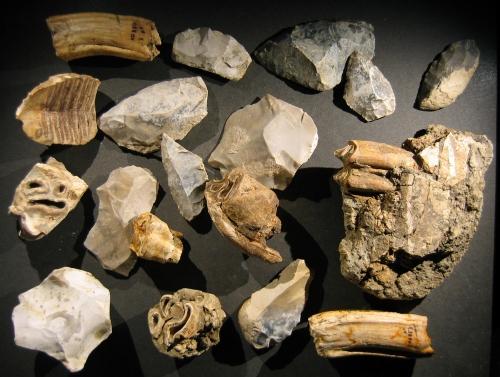 Photographie des silex taillés et de dents d'animaux du Mont Dol